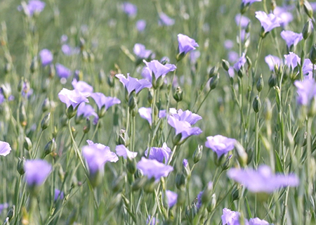 幻の亜麻の花を見に行こうツアー2025